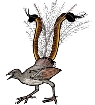 Rgh Lyre bird