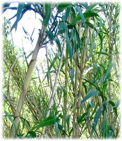 葦はイネ科の植物